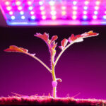 چیپ رشد گیاه 50 وات-220 ولت